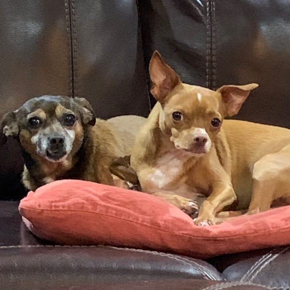 Meet your Posher, Alicia - Picture 1 of 1